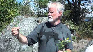 Markblomster i havgapet