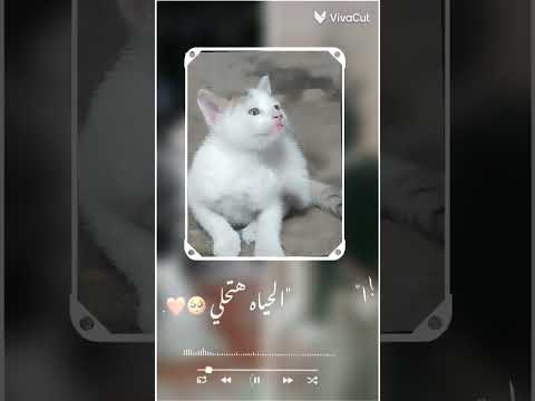 وياه الحياة هتحلي وانا معاه هو ده الي انا بتمناه