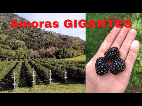 Vídeo: Como e quando plantar framboesas em campo aberto na primavera