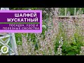 ШАЛФЕЙ МУСКАТНЫЙ - декоративное и полезное растение// все о посадке и уходе