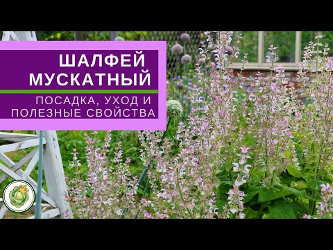 Видео: Растение шалфея мускатного - Как вырастить шалфей мускатный