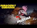 Pelecha en Gallinas - ¡CUIDADOS y CUANTO DURA! Caída de Plumas en Gallinas