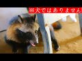 たぬきが倉庫に!?ハァハァしてるバテ気味なかわいいタヌキ