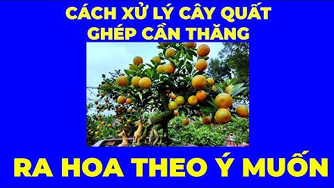 Cách Xử Lý Cây Quất Ghép Vào Cây Cần Thăng Ra Hoa, Đậu Quả Đúng Dịp Tết