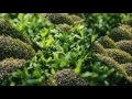 Clasificacion de plantas segun su tamaño
