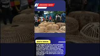 Tempat judi sabung ayam di gerebek aparat #shorts #sabungayam #kriminal #viral