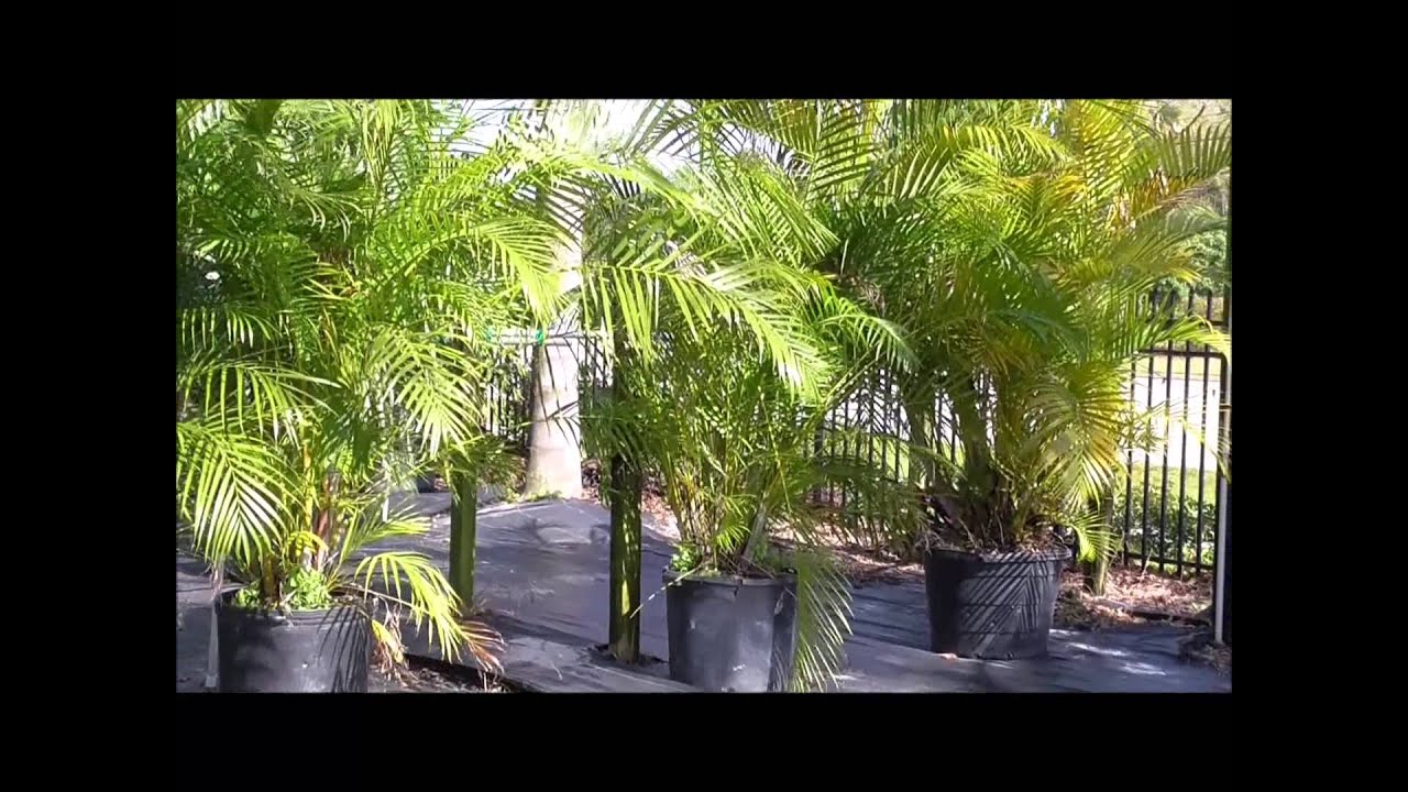 How to Grow the Areca Palm - A Madagascar STRONG Superstar Palm Variety