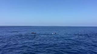 Soneva Jani - Dolphin 海豚巡航