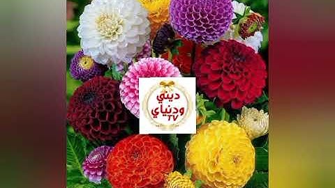 استخراج أحكام التجويد برواية ورش (سورة البقرة 27 إلى 28) 💚