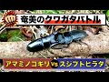 捕まえたクワガタでその場でバトル！！スジブトヒラタとアマミノコどちらが強い？in奄美大島