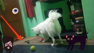 Pomeranian/Spitz  Dogs | Spitz dog barking | Puppy's First Bath  | Indian spitz dog Tommy vlogs