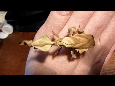 handling a ghost mantis (female phyllocrania paradoxa)