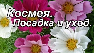 видео Космея: посадка и уход в открытом грунте, посадка на рассаду