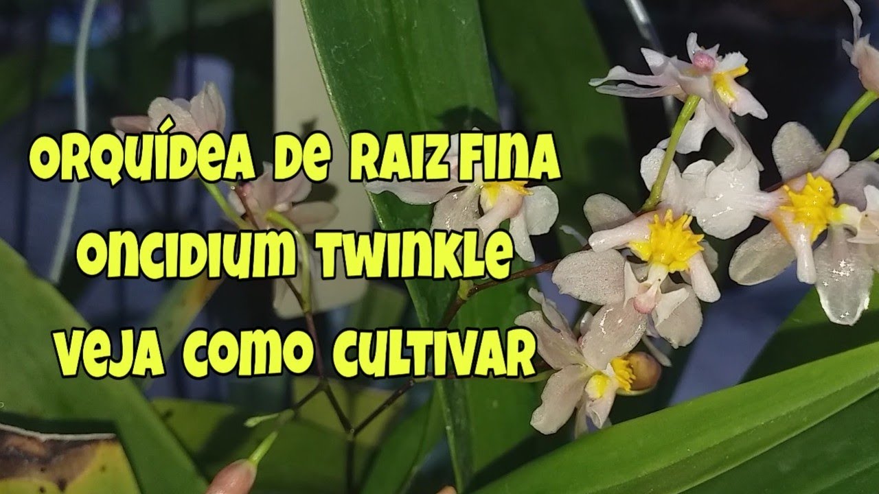 Orquídea de Raíz Fina, Oncidium Twinkle Veja Como Cultivar - thptnganamst.edu.vn