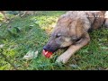 Wolves Share Apple