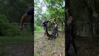 Gator chases me! #gator #alligator #animals #reptiles