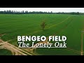 Bengeo Field, The Lonely Oak - 4K Drone Footage - 2023