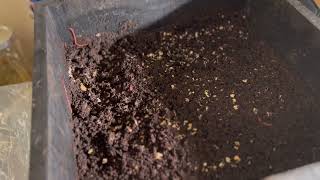 Transplanting Medical Cannabis Plants Jan  2022
