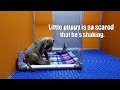 Stray Puppy is so scared that he's shaking - He needs a loving home