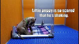 Stray Puppy is so scared that he's shaking  He needs a loving home