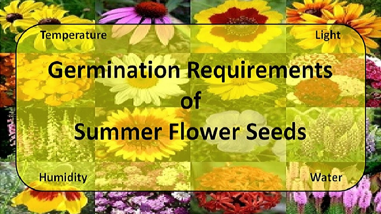 Germination Requirement of Summer Flower Seeds
