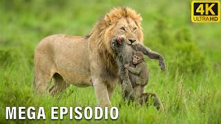 LOS MÁS MORTALES DEL MUNDO | El Depredador que Domina la Sabana #animalessalvajes