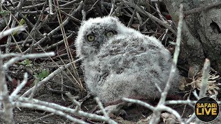 safariLIVE- Sunset Safari - November 13, 2019