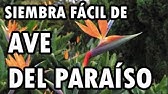 Como reproducir la planta ave del paraíso (semillas ) - YouTube