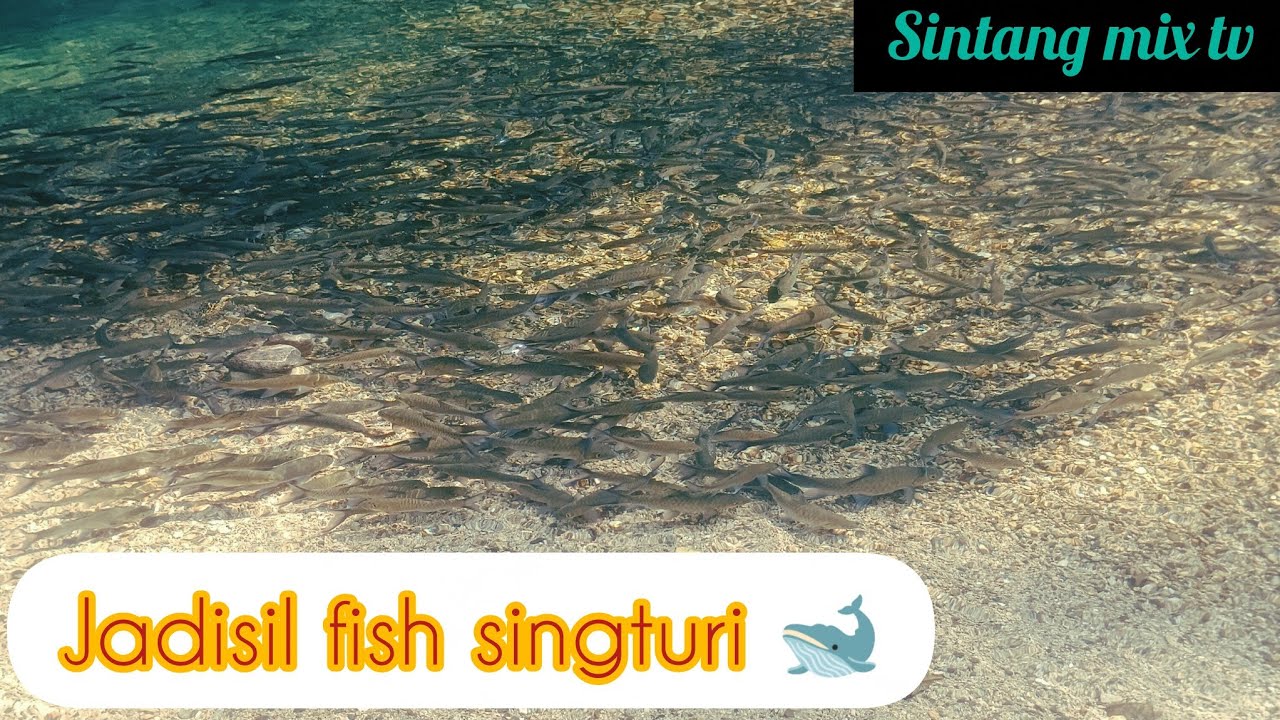 Jadisil fish singturi 🐋🐋