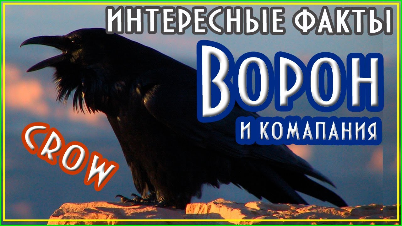 Ворон и компания. Интересные факты #ворона #crow #интересныефакты