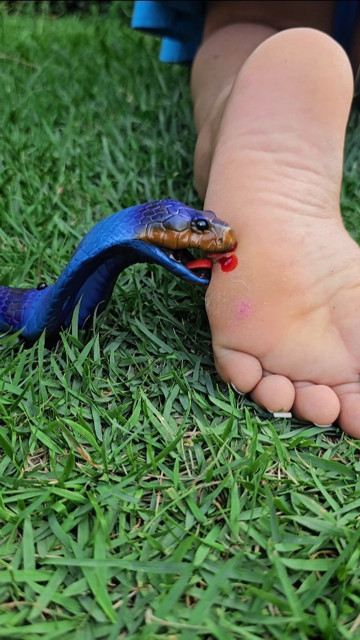 Attack da Naja azul ??☠️? #funny #funnyvideo #comedy
