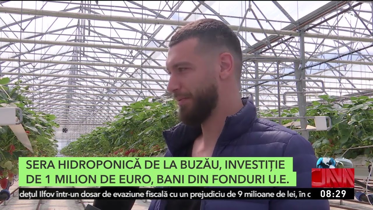 Povestea de succes a căpșunilor cultivate în nucă de cocos de la Buzău