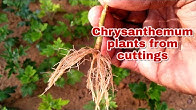 Home Plant Channel 