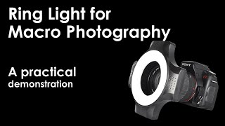 How to Use Ring Light for Macro Photography - A practical Demonstration
