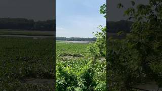 Broad Creek is a cove of the Potomac #ecology #maryland