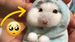 😂 Funny Hamsters Videos Compilation #1 | Funny hamster fails - Funny Hamster Moments 😂