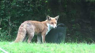 Thirsty fox enjoys drink from Gorilla Trug in Stroud garden