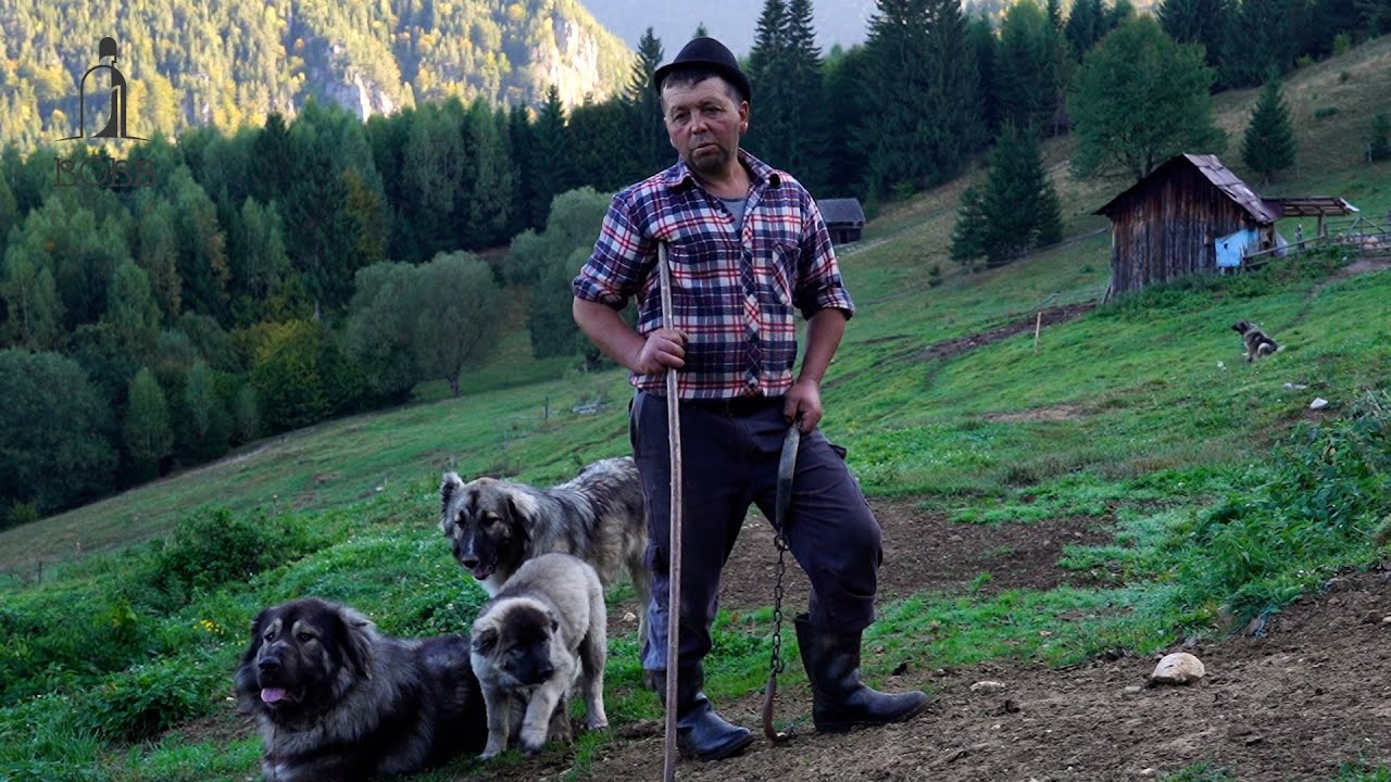 Viața dură la STÂNĂ din sălbăticia Munților Carpați - Lucian Duruian | 5 TONE de BRÂNZĂ DE BURDUF