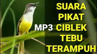 Suara Pikat Ciblek Tebu Gacor