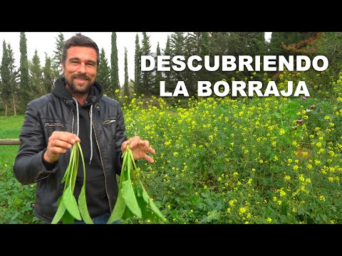 Video: Variedades de borraja: aprenda sobre los diferentes tipos de borraja