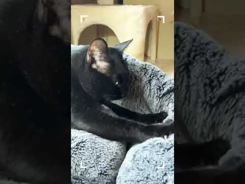 ウットリふみふみ猫 - Happy Cats Kneading - #Shorts