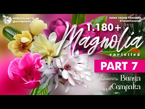 This flower heralds spring#kukkia #blomma #grădină