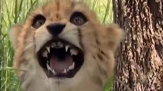Full eagle attacks baby leopard News
