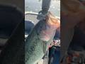 Targeting Big Springtime Largemouth Bass in the Pacific Northwest!