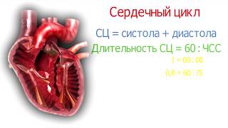 видео Физиология сердца