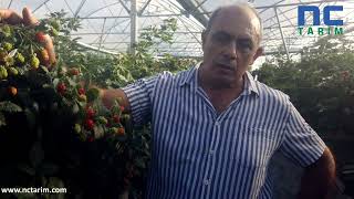 Yeni Genetik Çeşitlerimizle Yıl Boyu Hasadı Mümkün