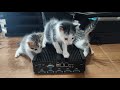 🎥 When Power Meets Curiosity 🐾 | Fanless Embedded Computer  14th Gen, SUNDAR TECHNO Bangalore, India