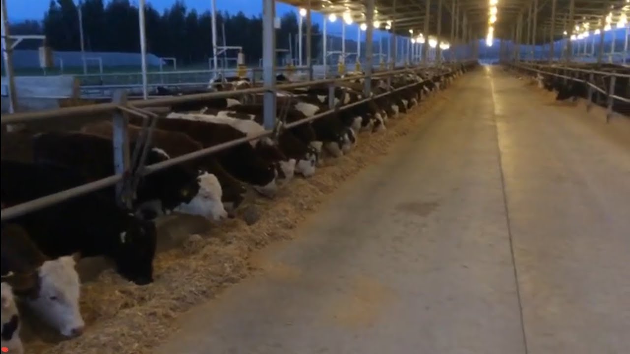 mitat besicilik arpa hasıl sılajını 1000 hayvanına yedirdi