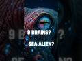 9 Brains, 3 Hearts, Is This Even Real? #octupus #sealife #oceanlife #deepsea #marinelife