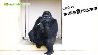 【東山動植物園公式】ネギを食べるネネ《 ニシゴリラ　ゴリラ 》